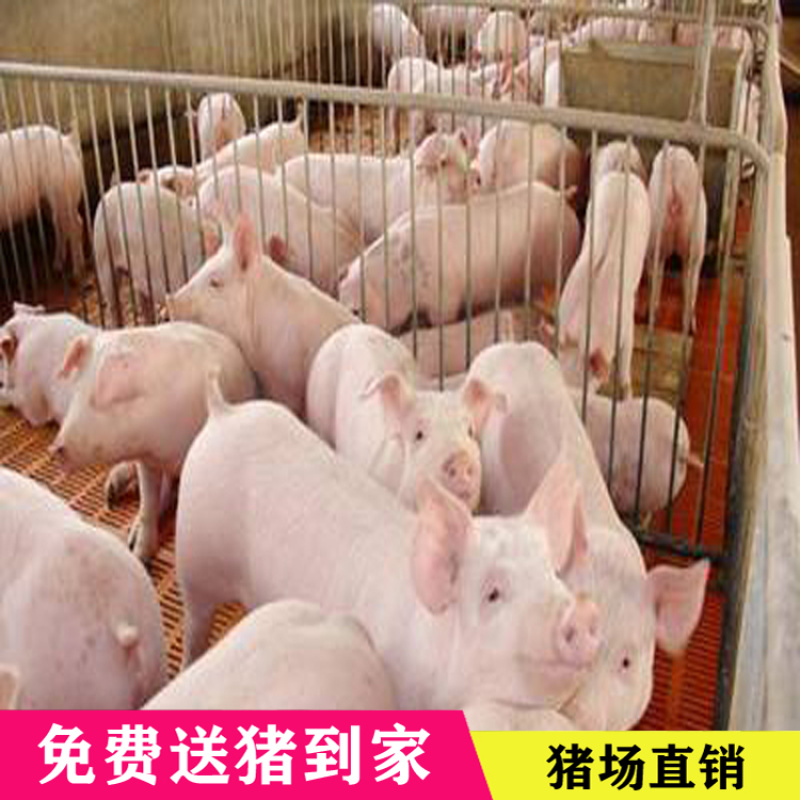 三元仔猪出售，免费送到家。路途死亡包补。品种齐全。