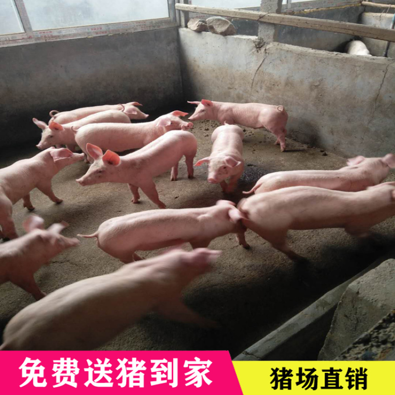 三元仔猪出售，免费送到家。路途死亡包补。品种齐全。