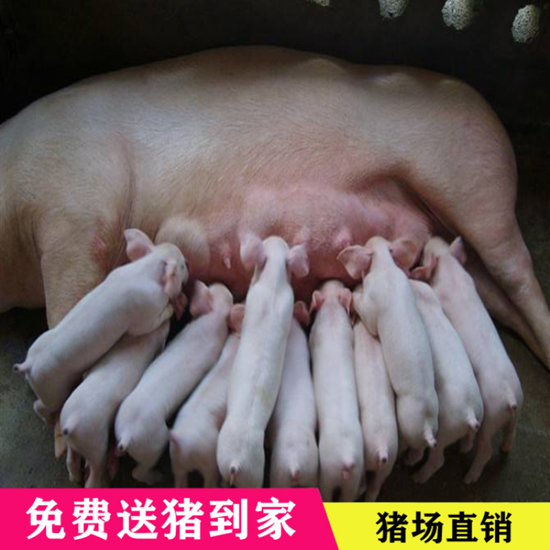 三元仔猪出售，免费送到家。路途死亡包补。品种齐全。