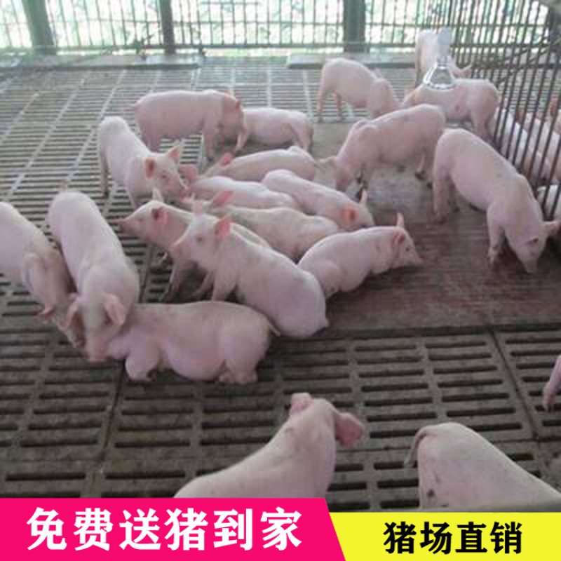 三元仔猪出售，免费送到家。路途死亡包补。品种齐全。