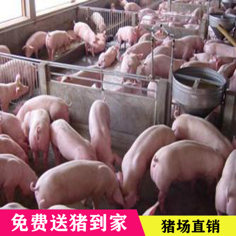 三元仔猪出售，免费送到家。路途死亡包补。品种齐全。