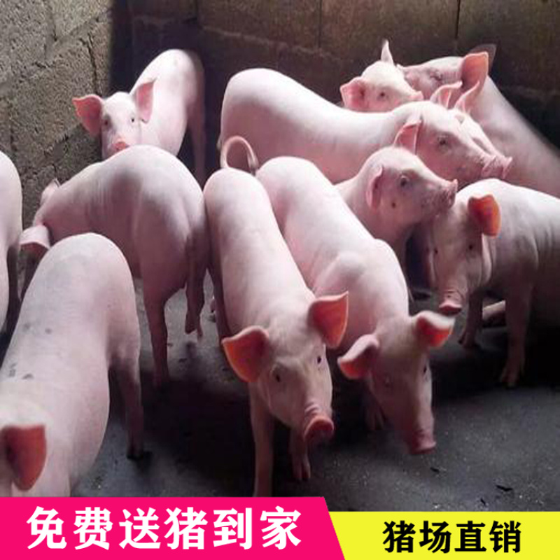 三元仔猪出售，免费送到家。路途死亡包补。品种齐全。