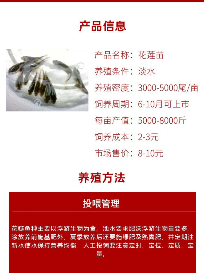 花莲苗批发产地直销运输损耗包赔杂交4-7公分