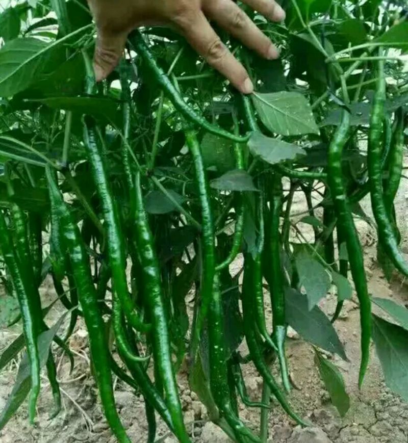 全国供应线辣椒苗露天黑线黄线苗红绿两收皮薄味辣
