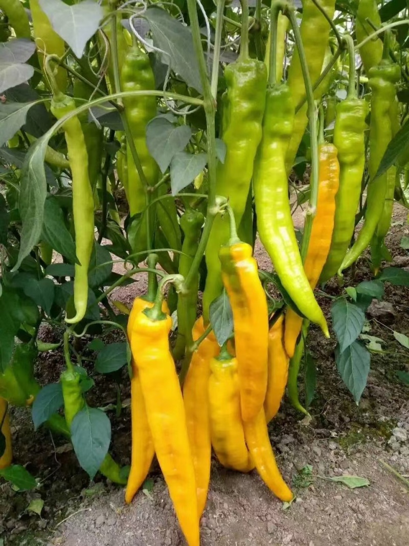 大果型黄绿皮尖椒苗薄皮红黄尖椒苗批发红绿两收高产
