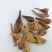 冰球子干品贵州中药材山慈菇毛慈菇新鲜干货