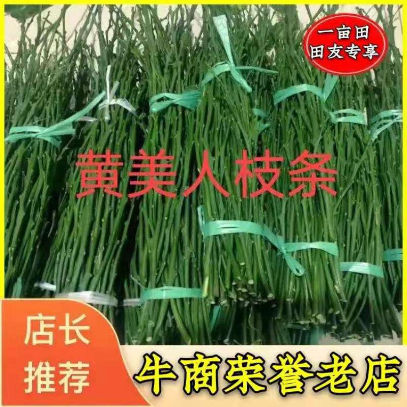 黄美人柑橘枝条，100亩黄美人种植基欢迎实地考察。包邮