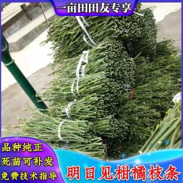 母本园直供，明日见枝条有结果树买枝条送果果，包纯正包邮