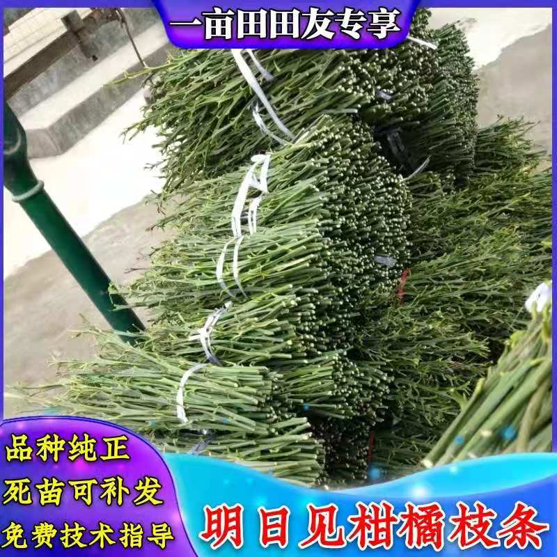 母本园直供，明日见枝条有结果树买枝条送果果，包纯正包邮