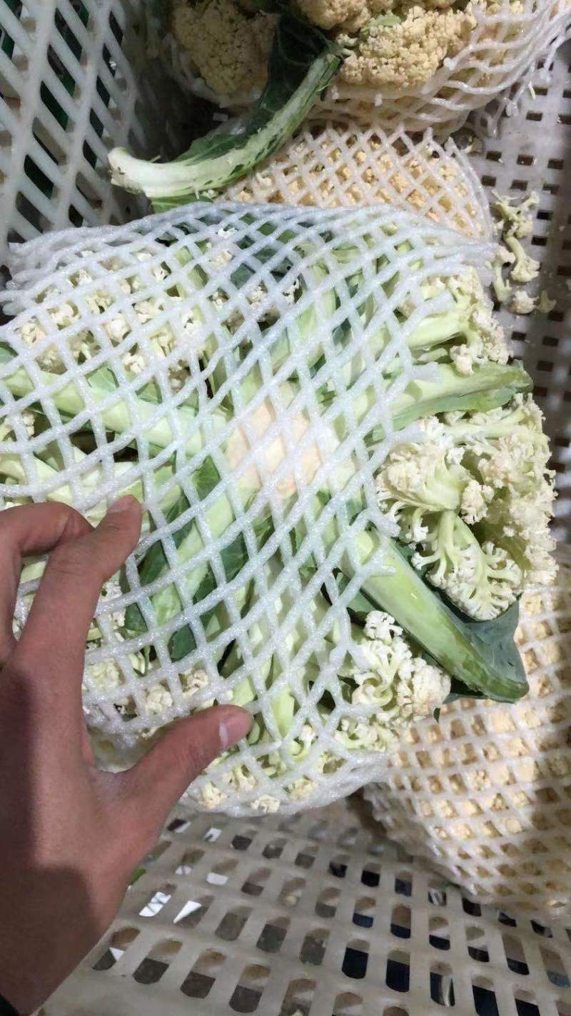 【牛商】新鲜青梗菜花散花菜蔬菜甘蓝现摘现发品质好有机花菜