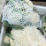 【牛商】新鲜青梗菜花散花菜蔬菜甘蓝现摘现发品质好有机花菜