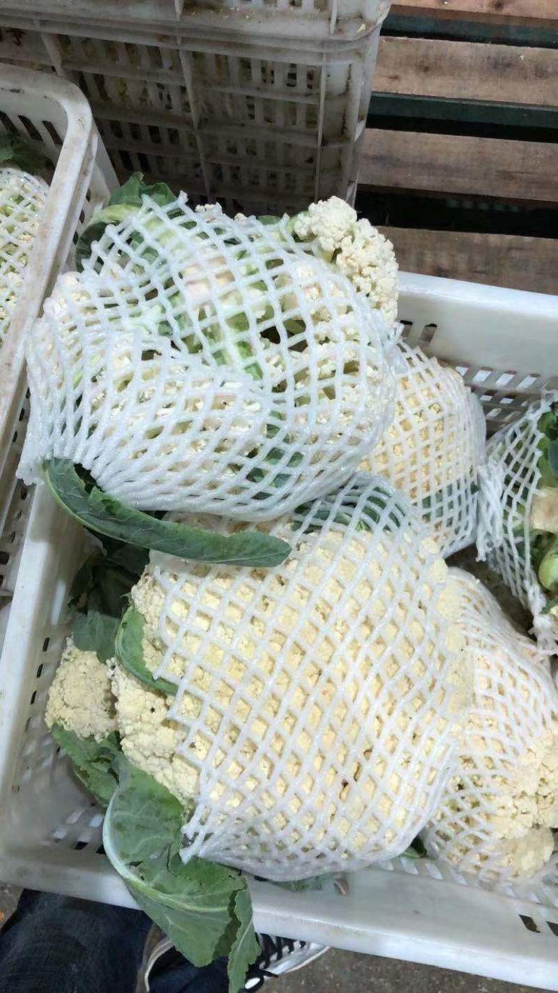 【牛商】新鲜青梗菜花散花菜蔬菜甘蓝现摘现发品质好有机花菜