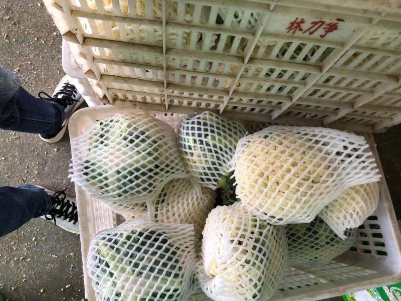 【牛商】新鲜青梗菜花散花菜蔬菜甘蓝现摘现发品质好有机花菜