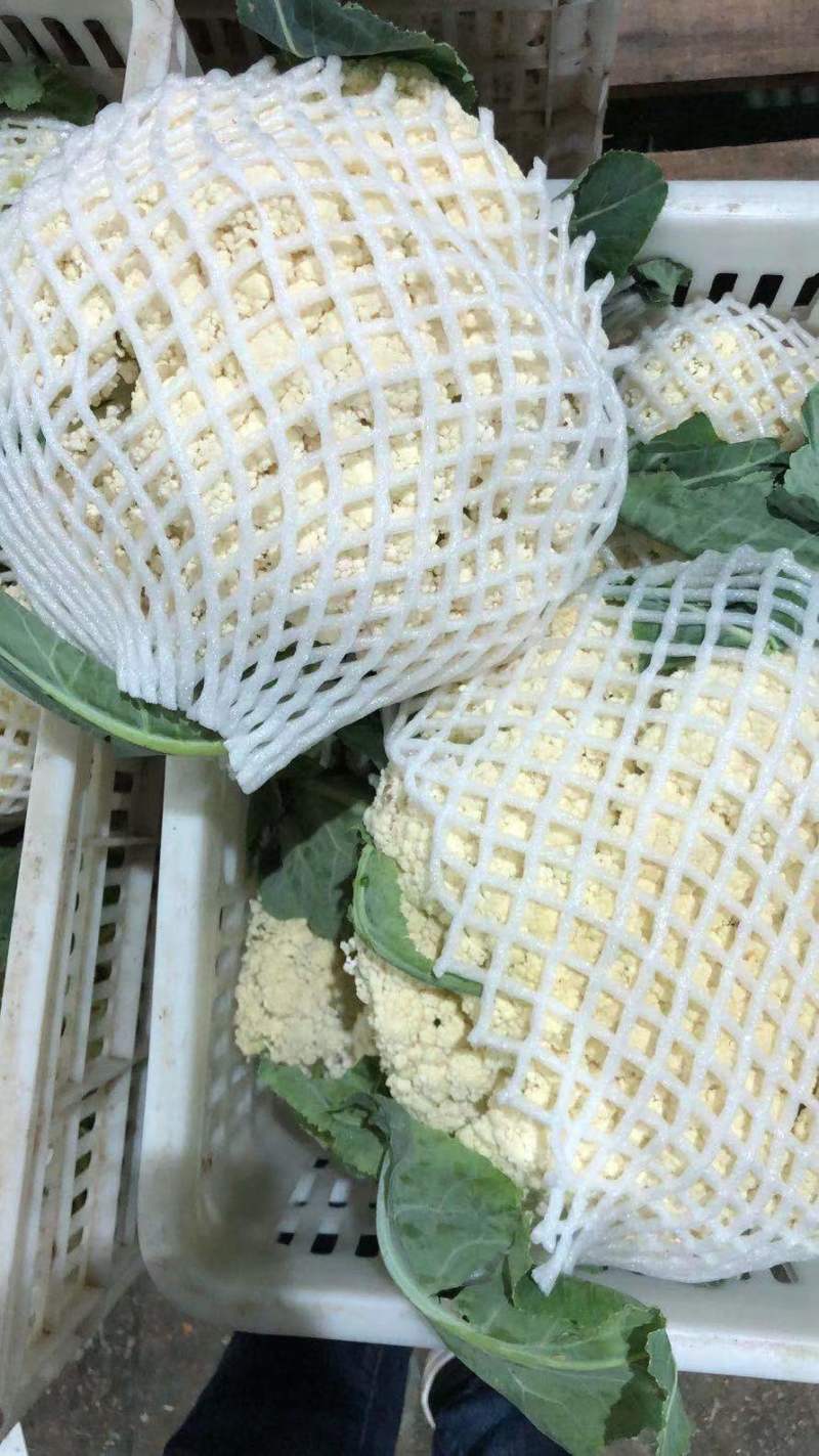 【牛商】新鲜青梗菜花散花菜蔬菜甘蓝现摘现发品质好有机花菜