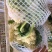 【牛商】新鲜青梗菜花散花菜蔬菜甘蓝现摘现发品质好有机花菜