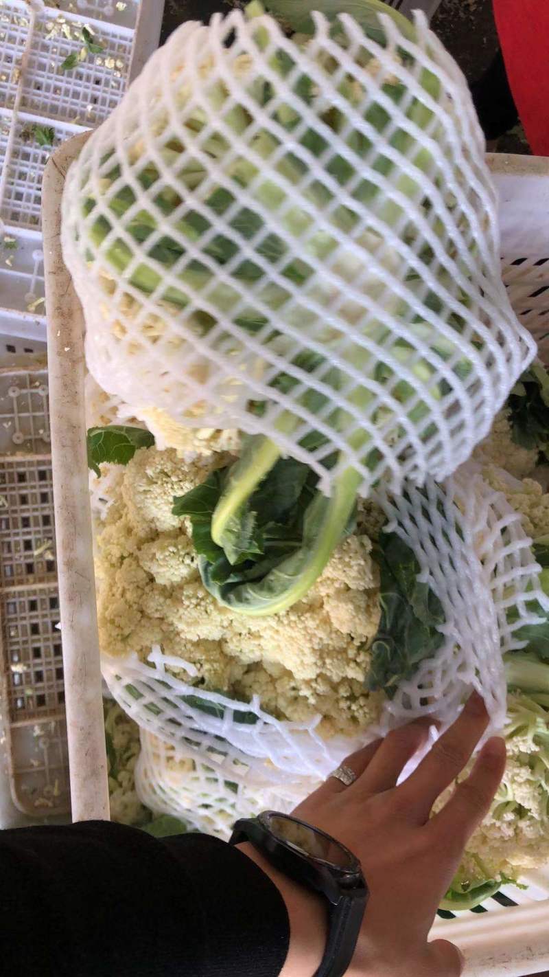 【牛商】新鲜青梗菜花散花菜蔬菜甘蓝现摘现发品质好有机花菜