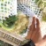 【牛商】新鲜青梗菜花散花菜蔬菜甘蓝现摘现发品质好有机花菜