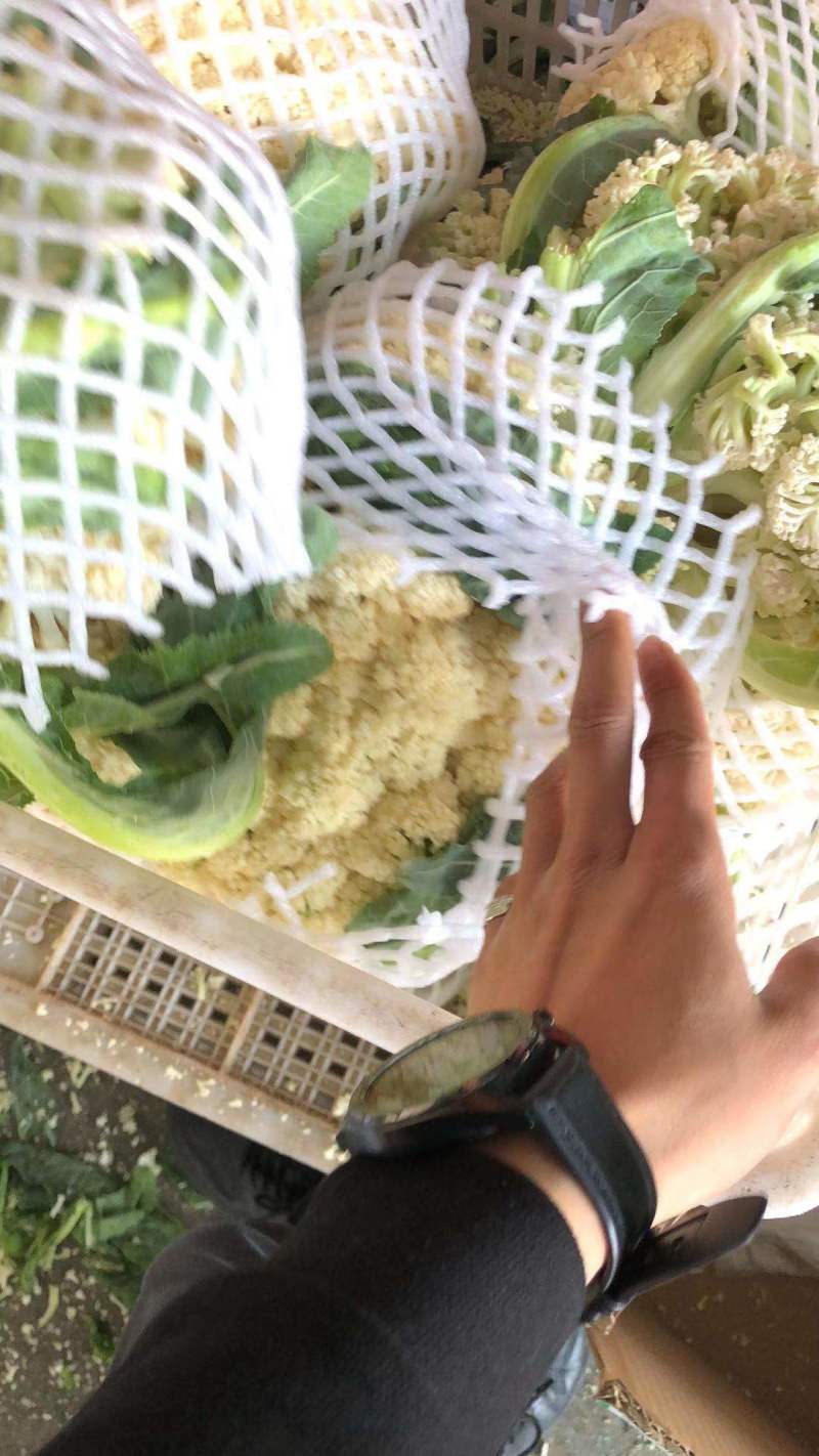 【牛商】新鲜青梗菜花散花菜蔬菜甘蓝现摘现发品质好有机花菜