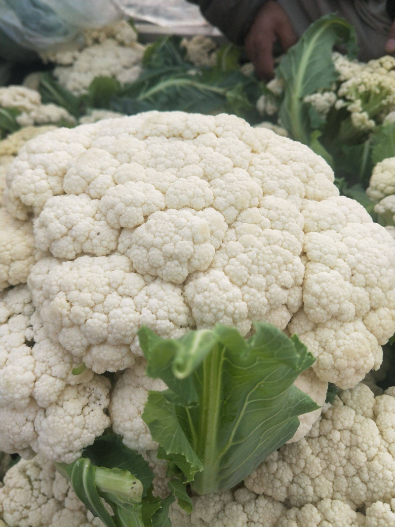 【牛商】新鲜青梗菜花散花菜蔬菜甘蓝现摘现发品质好有机花菜