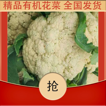 【牛商】新鲜青梗菜花散花菜蔬菜甘蓝现摘现发品质好有机花菜