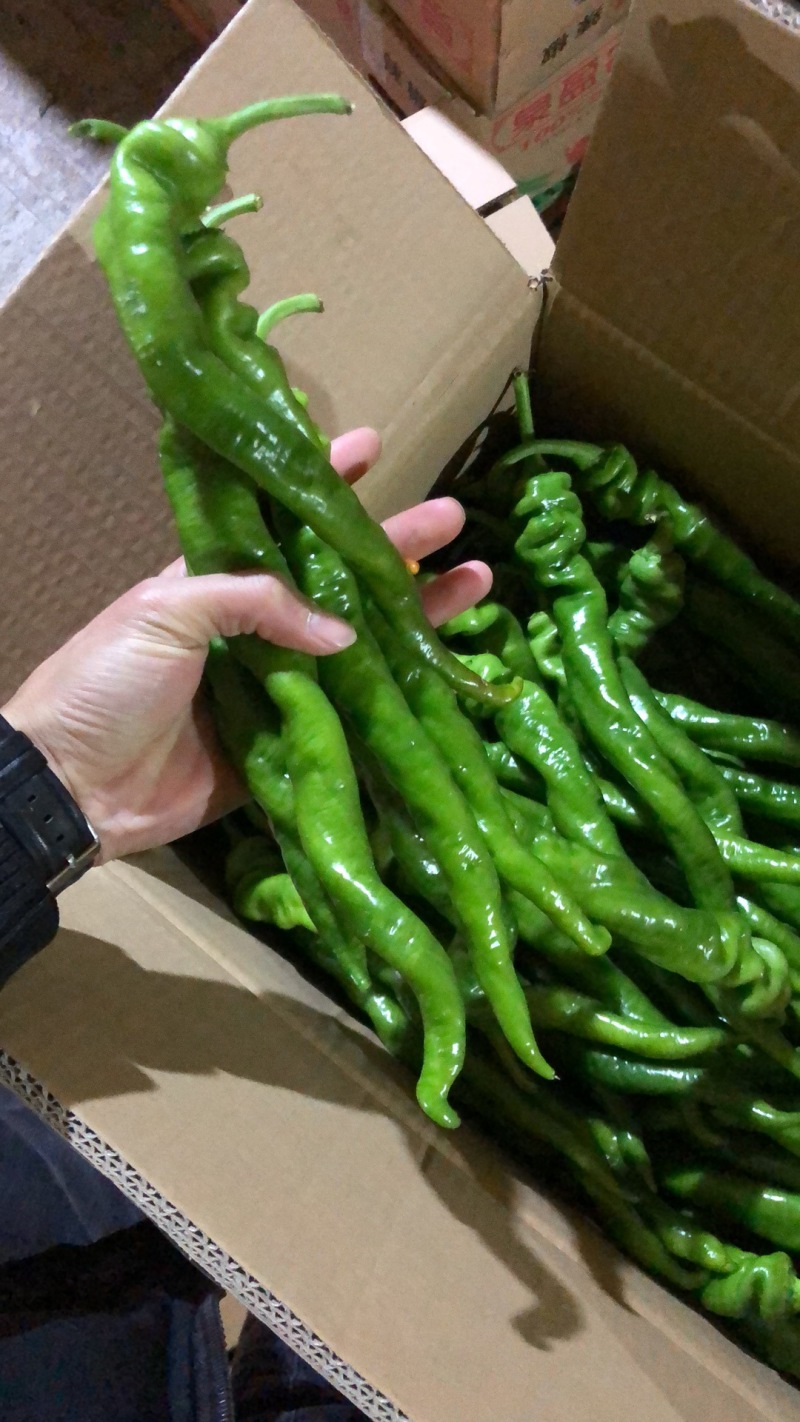新鲜蔬菜鲜辣椒批发螺丝椒现摘薄皮青尖椒皱皮椒
