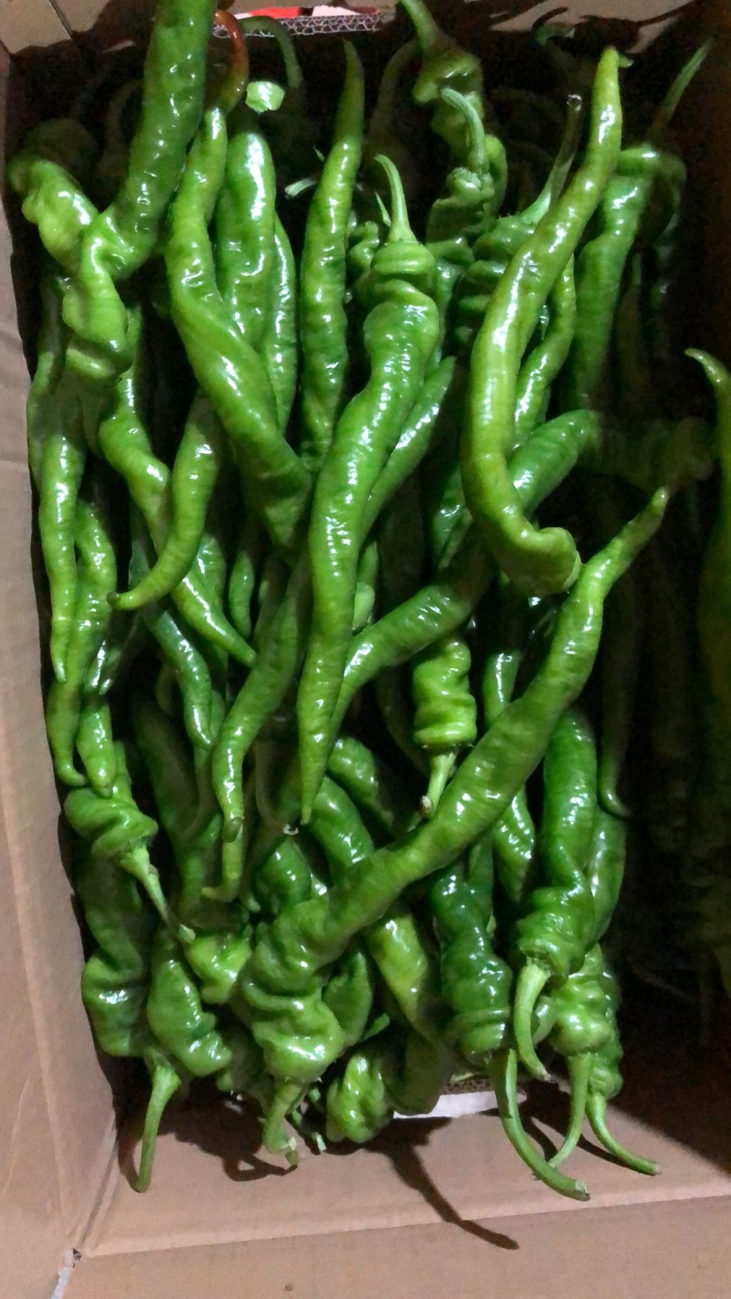新鲜蔬菜鲜辣椒批发螺丝椒现摘薄皮青尖椒皱皮椒