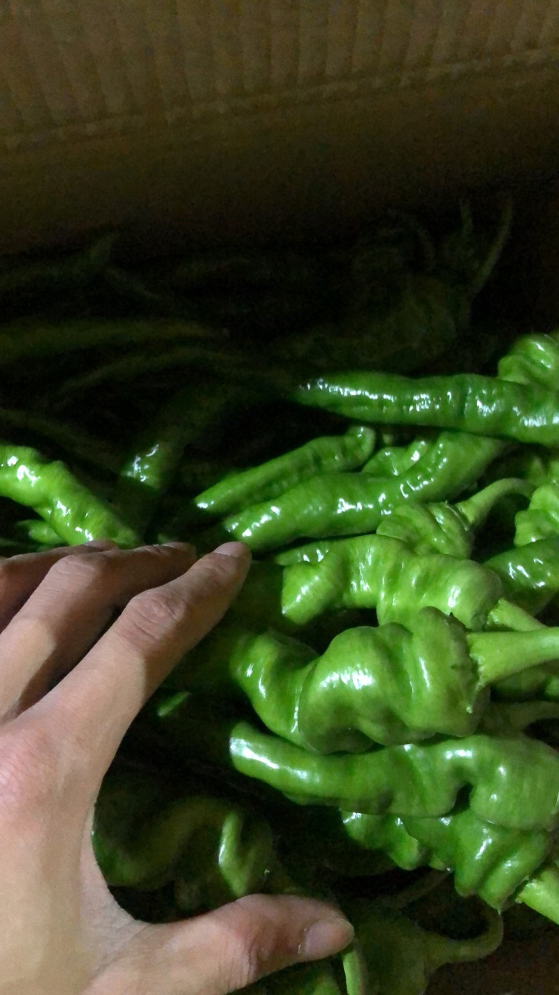 新鲜蔬菜鲜辣椒批发螺丝椒现摘薄皮青尖椒皱皮椒