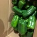 【现摘现发】新鲜蔬菜农家自种薄皮圆椒……量大从优