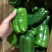 【现摘现发】新鲜蔬菜农家自种薄皮圆椒……量大从优