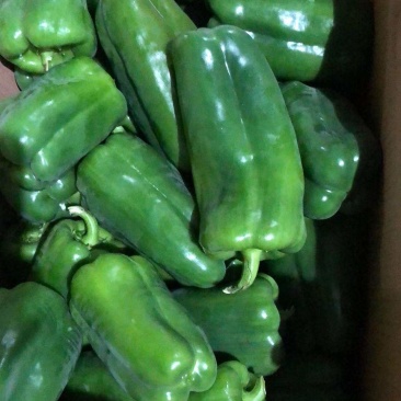 【现摘现发】新鲜蔬菜农家自种薄皮圆椒……量大从优