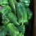 【现摘现发】新鲜蔬菜农家自种薄皮圆椒……量大从优