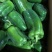 【现摘现发】新鲜蔬菜农家自种薄皮圆椒……量大从优