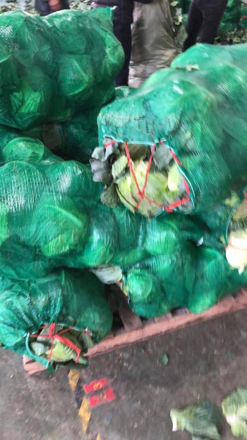 【牛商推荐】新鲜绿甘蓝青甘蓝包白菜大包菜包心菜直销直发