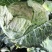 【牛商推荐】新鲜绿甘蓝青甘蓝包白菜大包菜包心菜直销直发