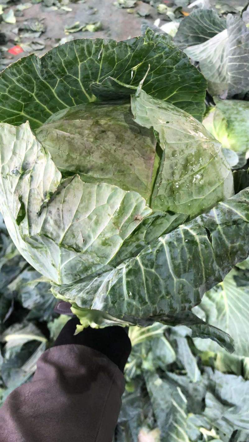【牛商推荐】新鲜绿甘蓝青甘蓝包白菜大包菜包心菜直销直发