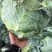 【牛商推荐】新鲜绿甘蓝青甘蓝包白菜大包菜包心菜直销直发