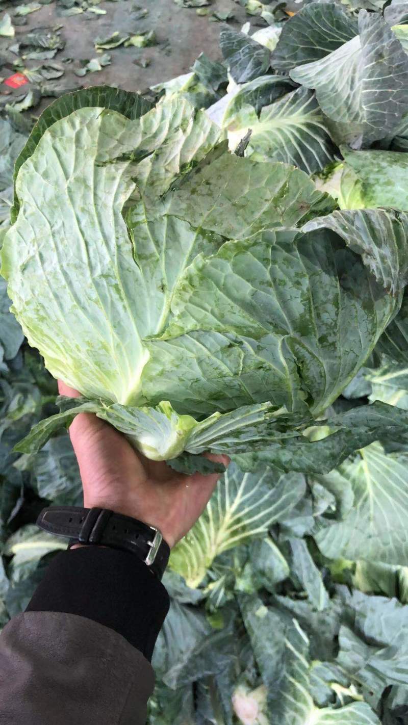 【牛商推荐】新鲜绿甘蓝青甘蓝包白菜大包菜包心菜直销直发