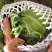 【牛商推荐】新鲜绿甘蓝青甘蓝包白菜大包菜包心菜直销直发
