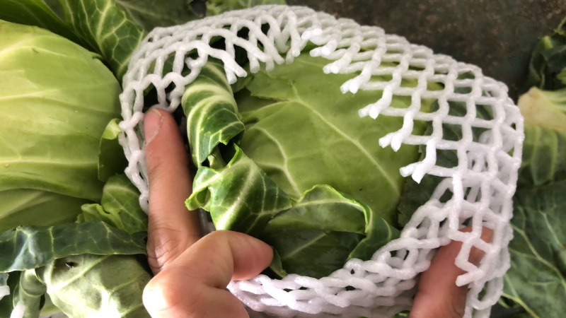 【牛商推荐】新鲜绿甘蓝青甘蓝包白菜大包菜包心菜直销直发