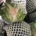 【牛商推荐】新鲜绿甘蓝青甘蓝包白菜大包菜包心菜直销直发