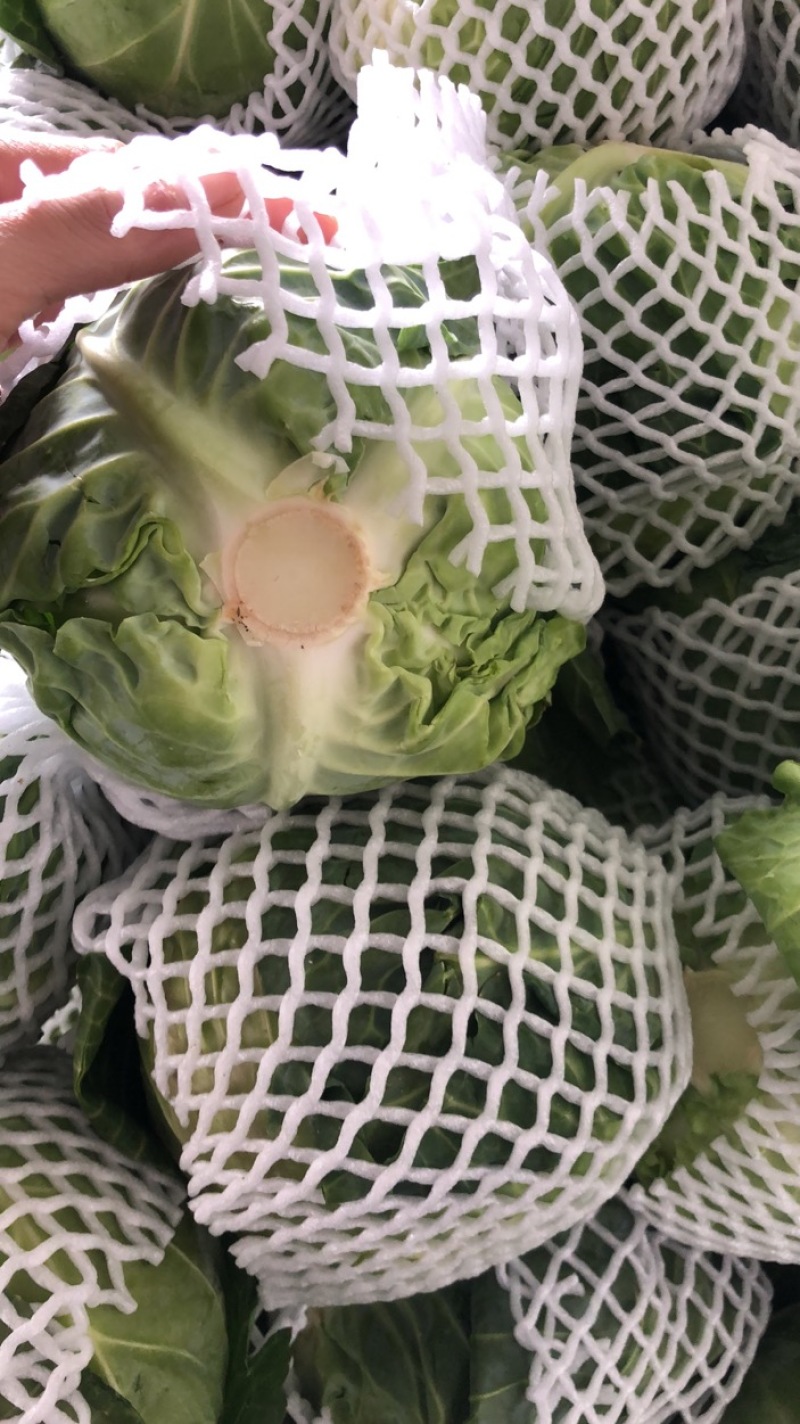 【牛商推荐】新鲜绿甘蓝青甘蓝包白菜大包菜包心菜直销直发