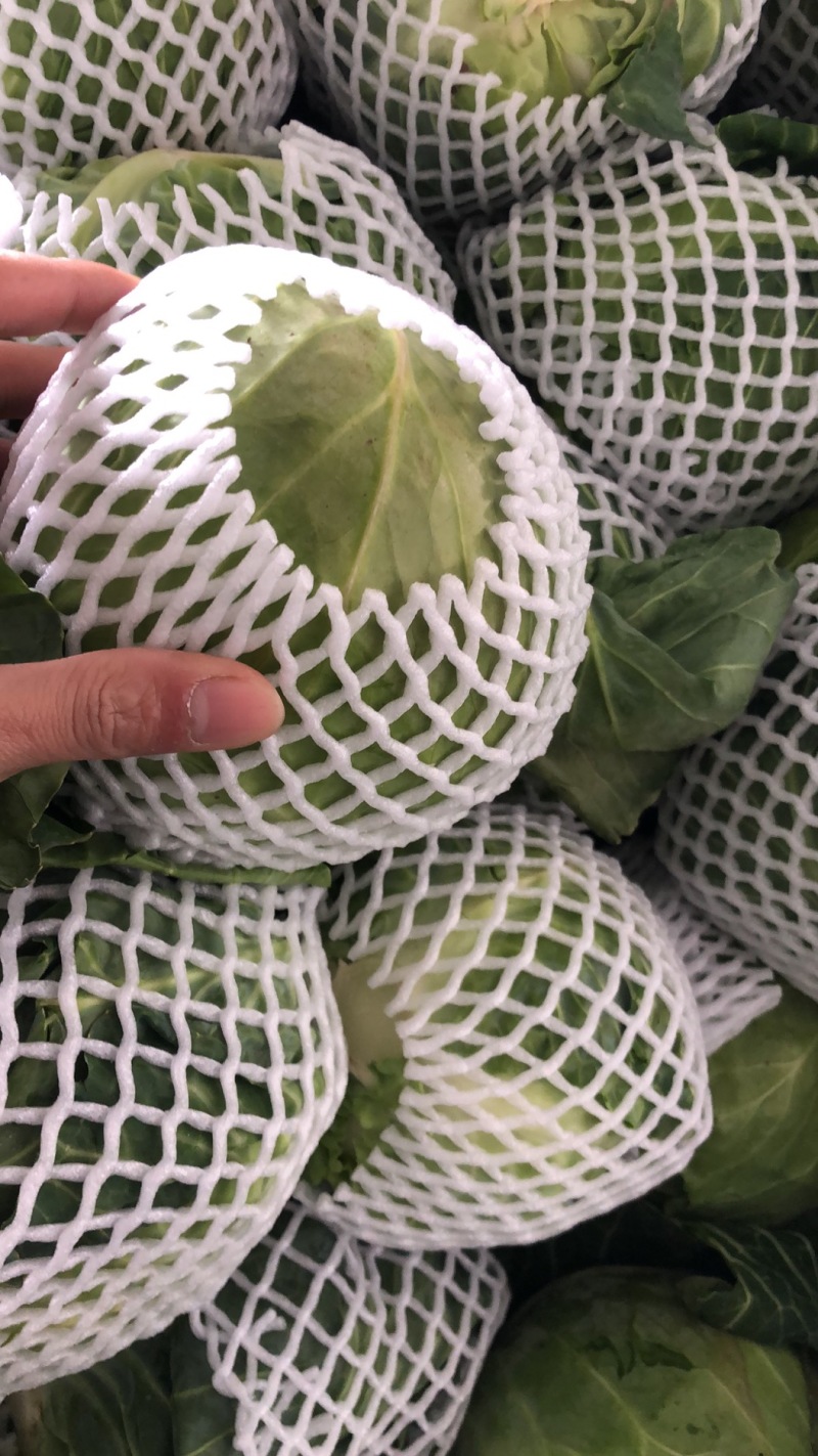 【牛商推荐】新鲜绿甘蓝青甘蓝包白菜大包菜包心菜直销直发