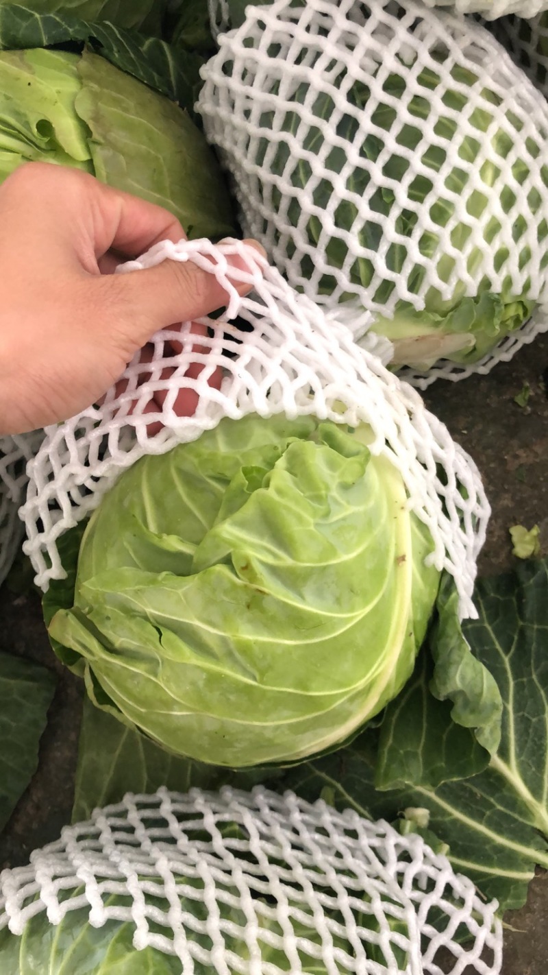 【牛商推荐】新鲜绿甘蓝青甘蓝包白菜大包菜包心菜直销直发