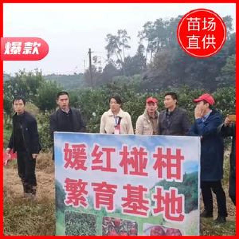 媛红椪柑枝条，公司母本园可实地考察，包品种纯正，签合同，