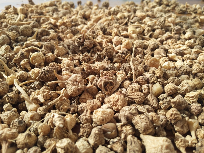 珠子参贵州中药材干品货源充足品质保障