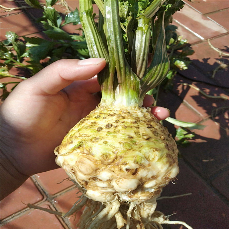 根芹种子专门吃根芹菜籽高产春夏秋季露地阳台四季盆栽蔬菜