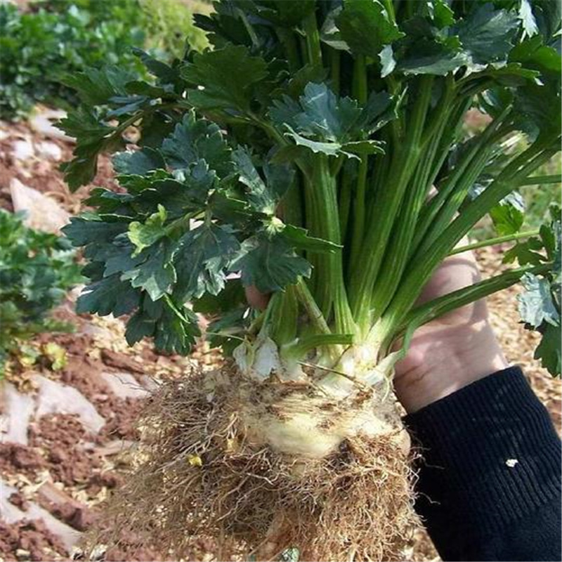 根芹种子四季种球茎结球芹菜山芹香芹籽小香芹吃根部