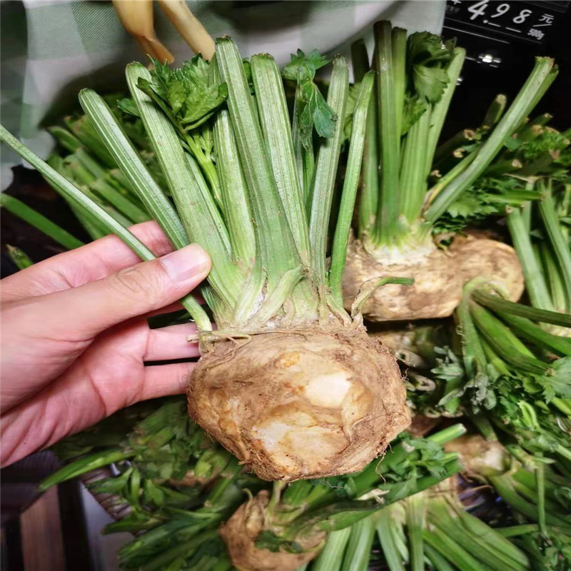 根芹种子四季种球茎结球芹菜山芹香芹籽小香芹吃根部