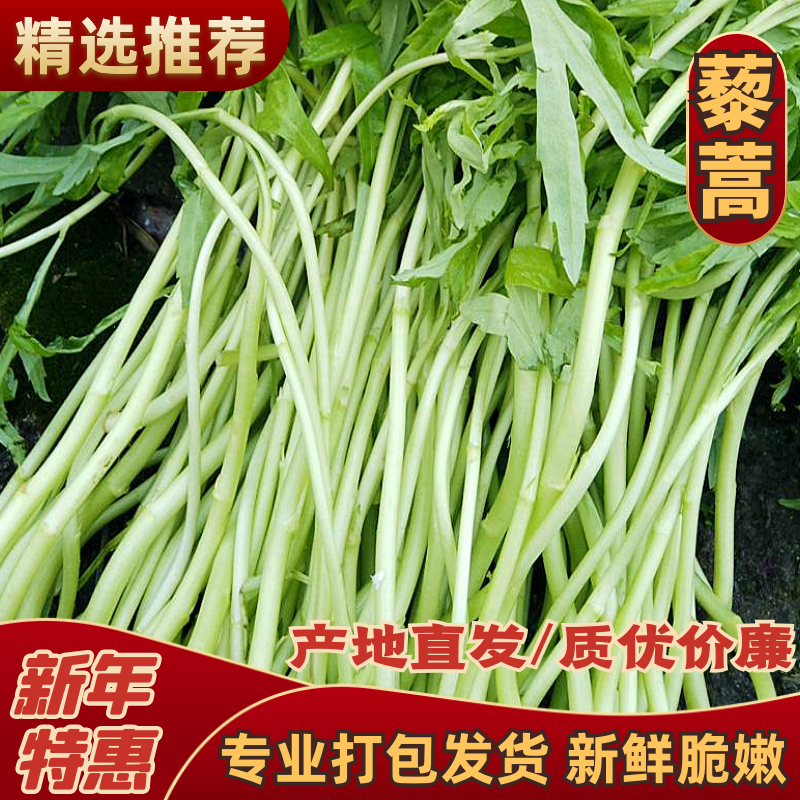 【精品】江苏芦蒿，藜蒿，青白蒿，地头直销，全嫩精品！