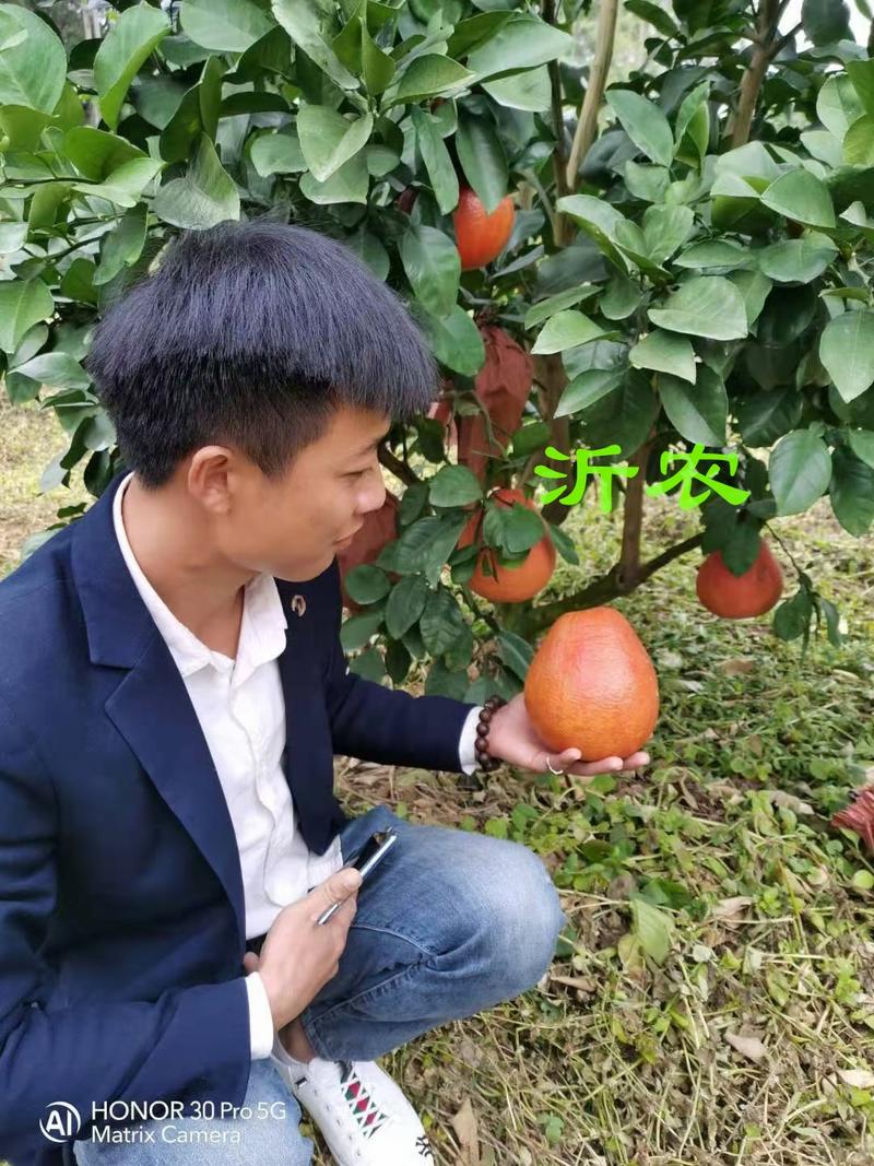 红心柚苗【泰国暹罗红柚苗】柚子苗品种纯正